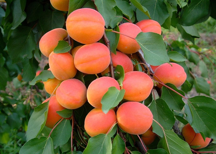 Prunus Armeniaca  Bhart (orangered) / Bhart (orangered) Kajszibarack